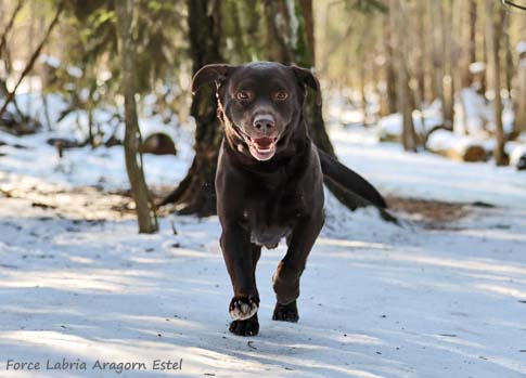 Лабрадор Force Labria Aragorn Estel