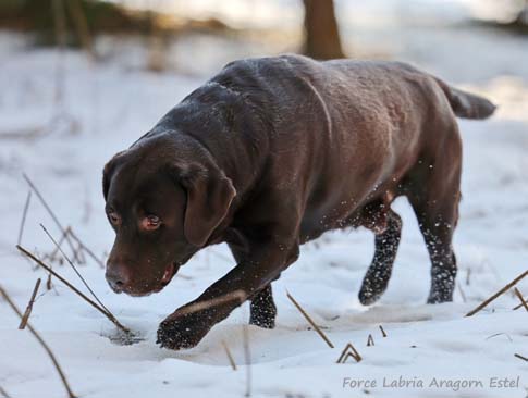 Лабрадор Force Labria Aragorn Estel