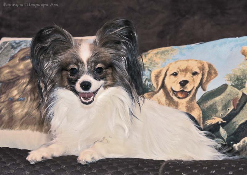 papillon female