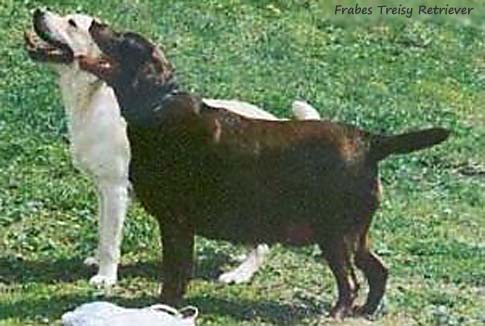 Лабрадор Frabes Treisy Retriever