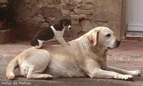 Лабрадор Helice de Malvau