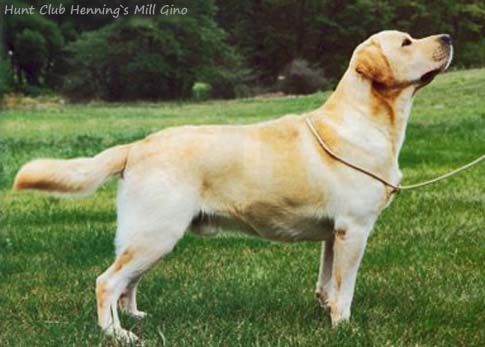 Hunt Club Hennings Mill Gino