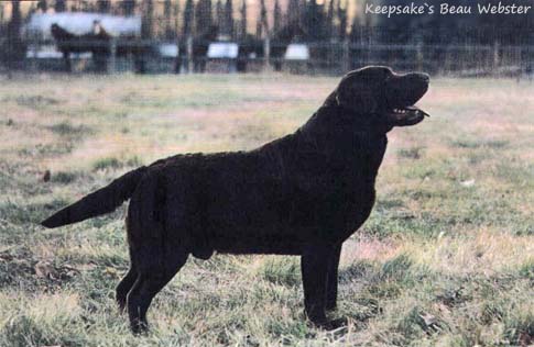 Лабрадор Keepsake`s Beau Webster