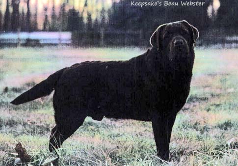 Лабрадор Keepsake`s Beau Webster