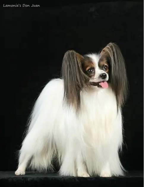 Lamonia`s Don Juan