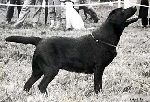 Лабрадор Lejie Lucy
