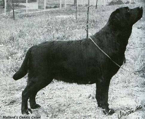 Лабрадор Mallards Caddis Cased