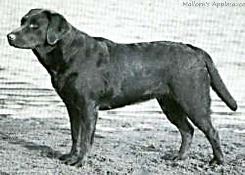 Лабрадор Mallorn's Applesauce