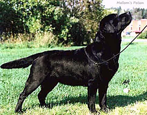 Лабрадор Mallorn's Poison