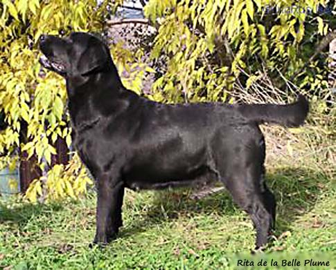 Лабрадор Rita de la Belle Plume