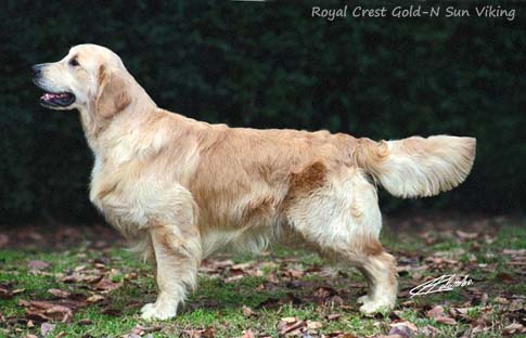 Royal Crest Gold-N Sun Viking