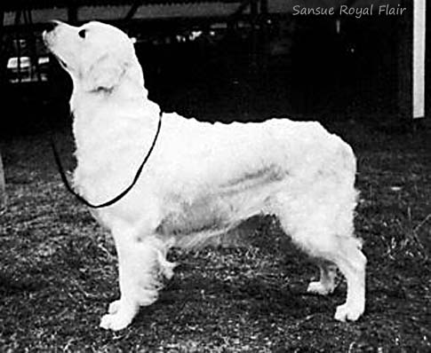 Sansue Royal Flair