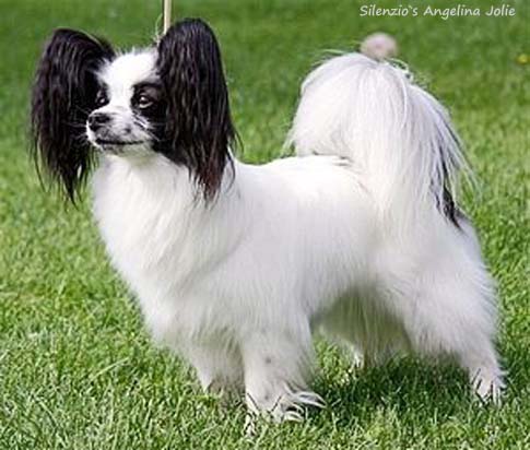 Silenzio's Angelina Jolie