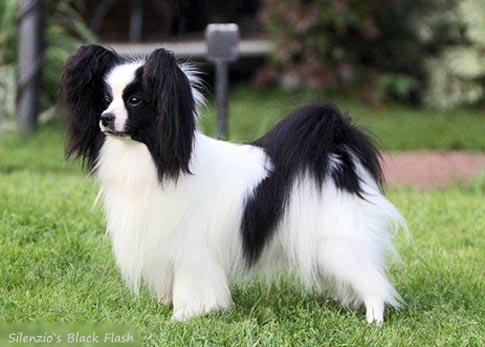 Silenzio's Black Flash