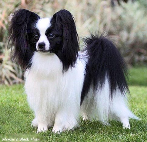 Silenzio's Black Flash