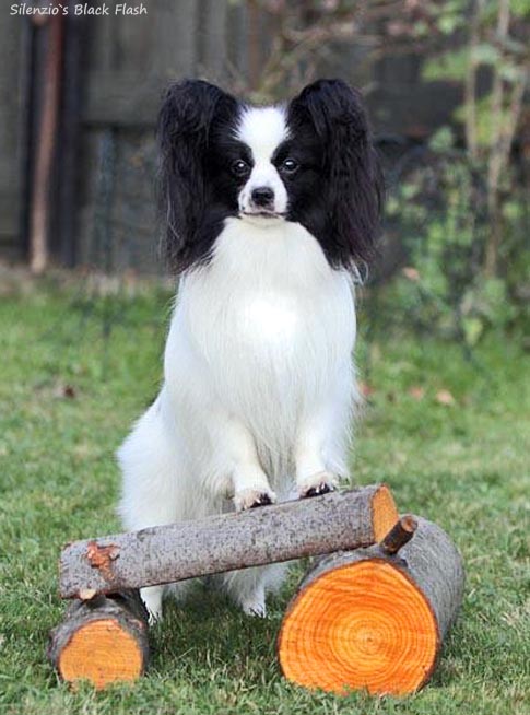 Silenzio's Black Flash