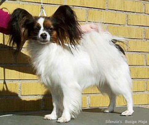 Silenzio's Busiga Maja 