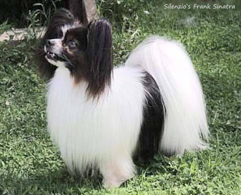 Silenzio's Frank Sinatra