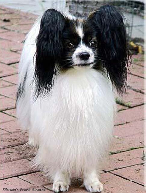 Silenzio's Frank Sinatra