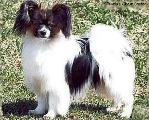 Silenzio's Ghost Buster 