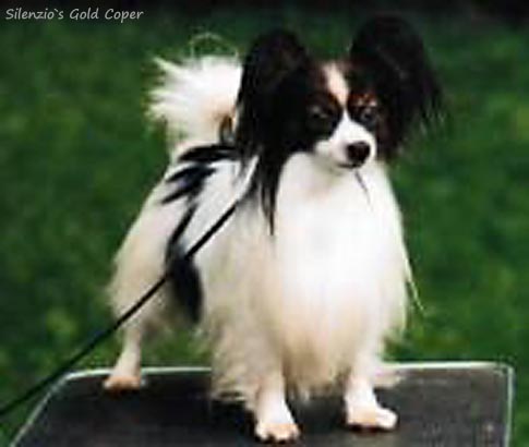 Silenzio's Gold Coper