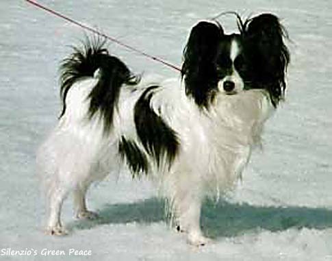 Silenzio's Green Peace