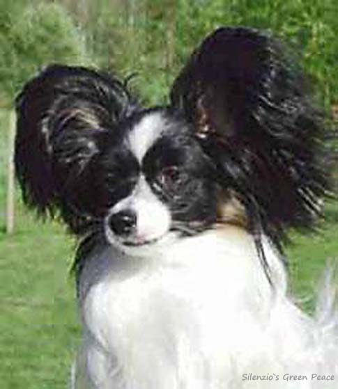 Silenzio's Green Peace