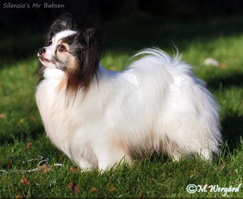 Silenzio's Mr Babsen