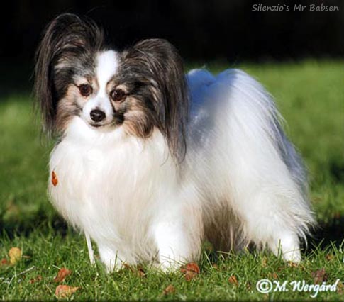 Silenzio's Mr Babsen