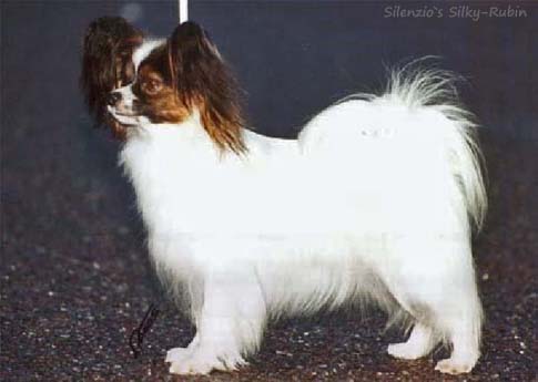 Silenzio's Silky-Rubin 