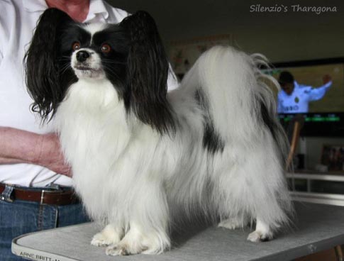 Silenzio's Tharagona