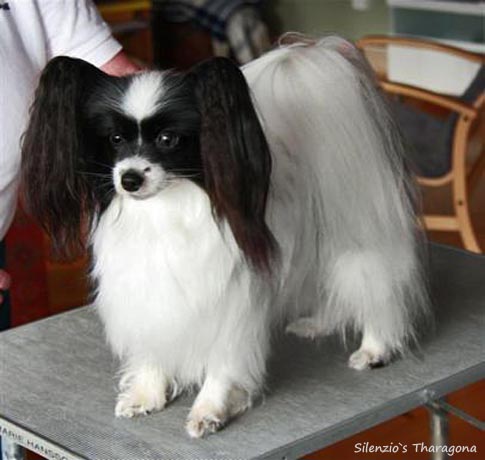 Silenzio's Tharagona