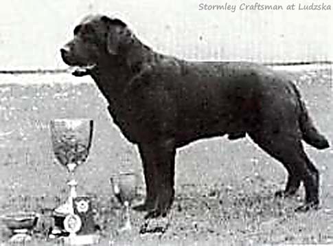 Лабрадор Stormley Craftsman at Ludzska