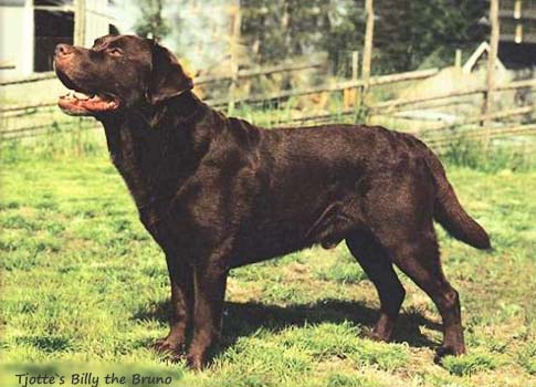 Лабрадор Tjotte's Billy the Bruno