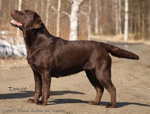 Лабрадор Tjotte's Brown Bubble No Trouble