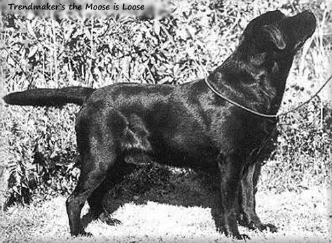 Лабрадор Trendmaker's The Moose Is Loose