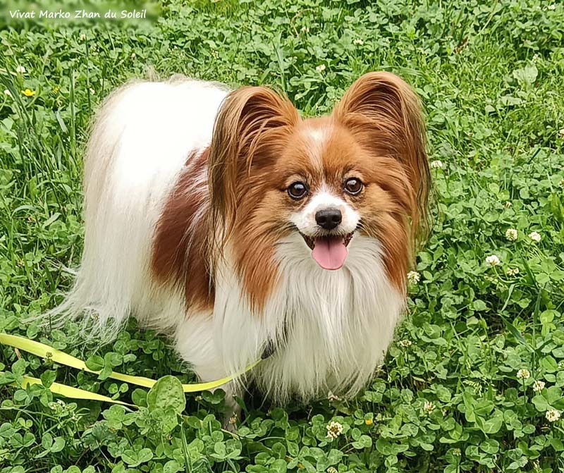  papillon male