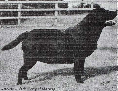 Лабрадор Wetherlam Black Cherry of Charway
