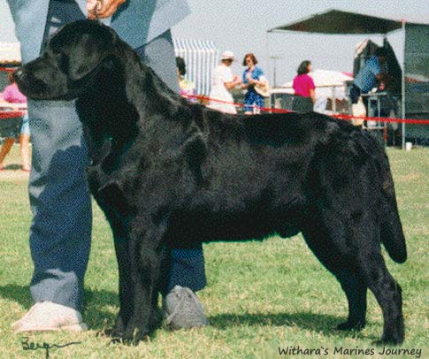 Лабрадор Withara`s Marines Journey