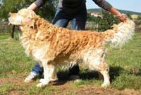 фото голдена The Cream of Franco's Valley