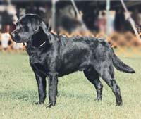 фото Balrion Living Legend