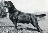 Лабрадор Barnaby Of Charway