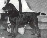 фото Briary Moss Rose