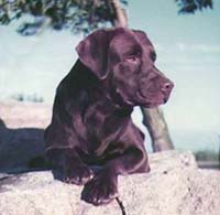 Лабрадор Castlemore Bramble