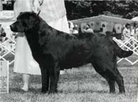 Лабрадор Dickendall Tiger Too