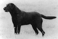 Лабрадор Holdgate Willie