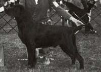 Лабрадор Lockerbie Stanwood Granada