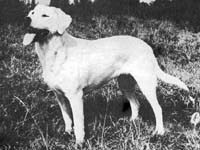 Лабрадор Manymills Tanne 