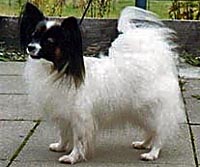 фото папийона Alexa von der Kolibris