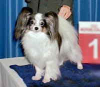 фото папийона Angelique vom Schwabenhof